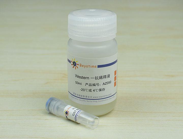 GST Mouse Monoclonal Antibody